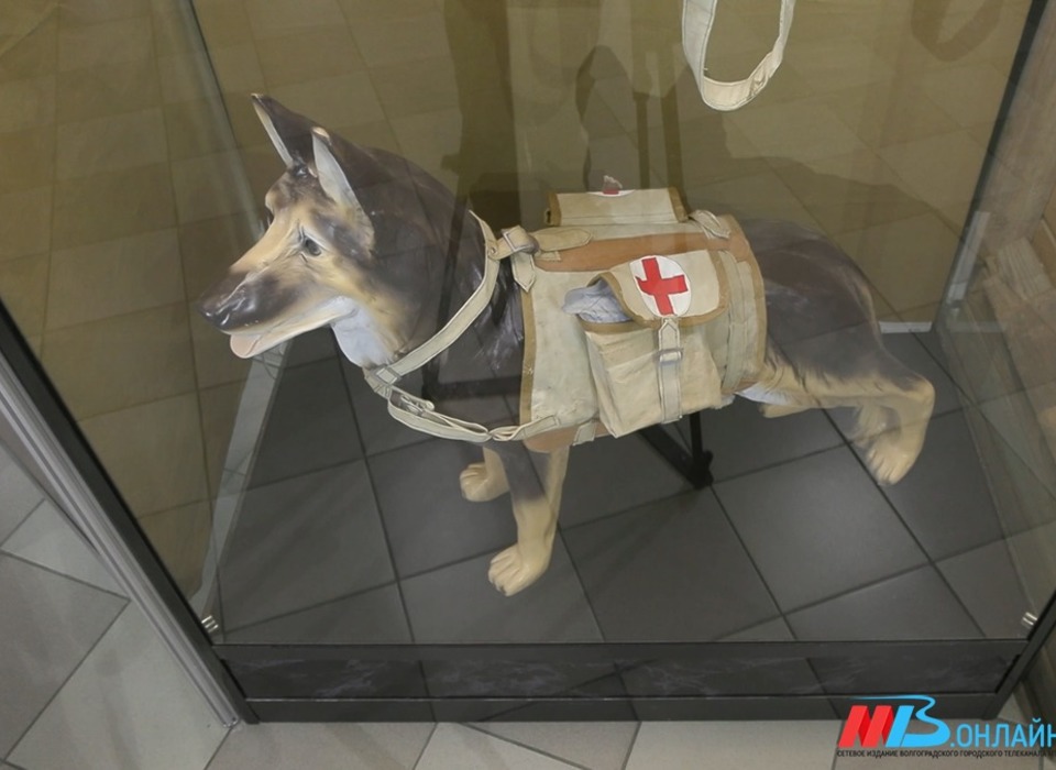 Выставка о роли животных в годы Великой Отечественной войны открылась в Волгограде
